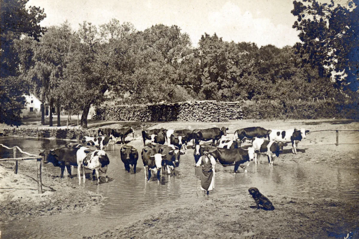 Szarvasmarhák a Répcén, 1920-as évek